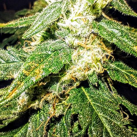 YC #2 growlog timeline photo