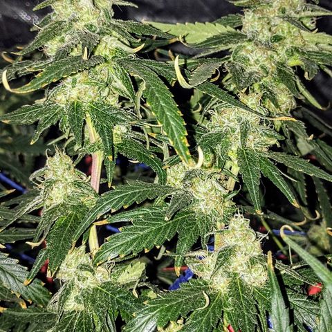 YC #2 growlog timeline photo