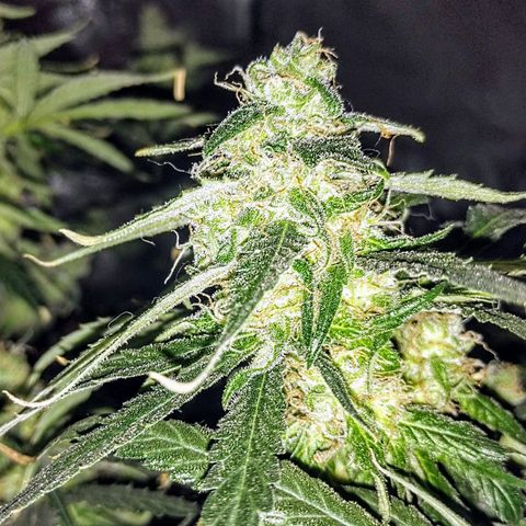 YC #2 growlog timeline photo