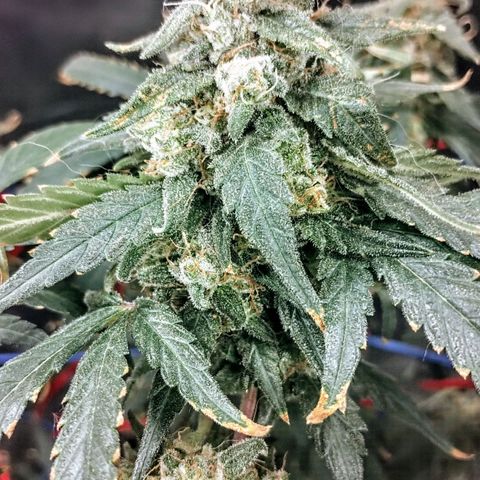 YC #2 growlog timeline photo