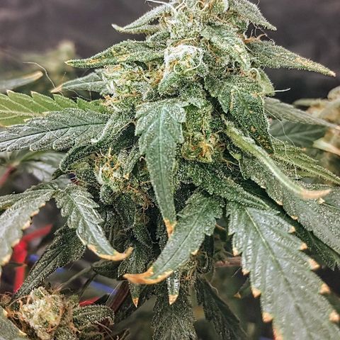 YC #2 growlog timeline photo