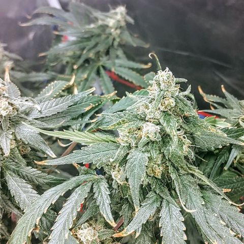 YC #2 growlog timeline photo