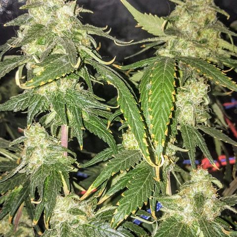 YC #2 growlog timeline photo
