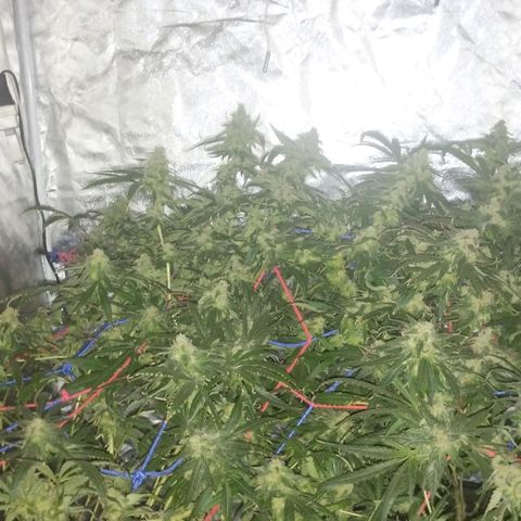 YC #2 growlog timeline photo