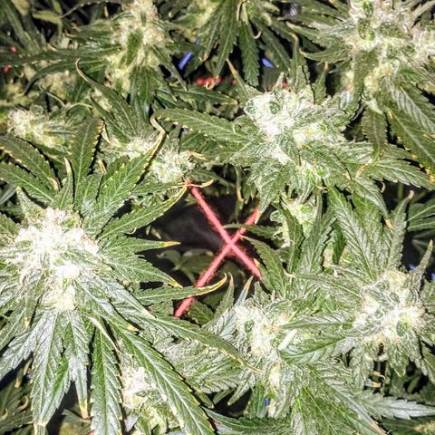 YC #2 growlog timeline photo