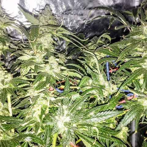 YC #2 growlog timeline photo