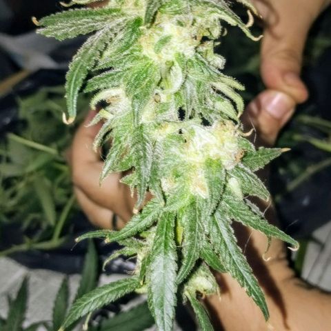 YC #2 growlog photo: Fin.