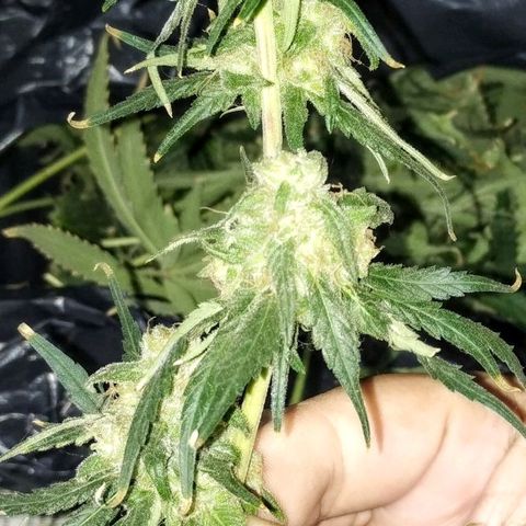 YC #2 growlog photo: Fin.