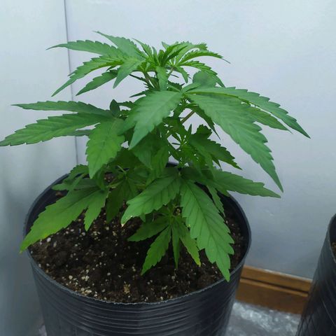Orange Blossom growlog timeline photo