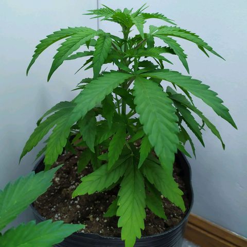 Orange Blossom growlog timeline photo
