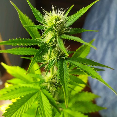 Orange Blossom growlog timeline photo