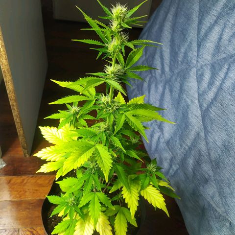 Orange Blossom growlog timeline photo