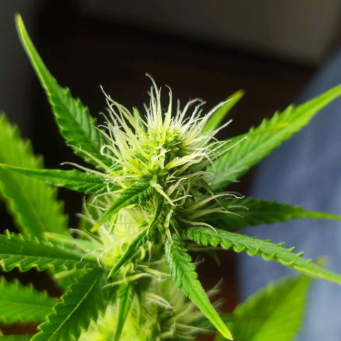 Orange Blossom growlog timeline photo