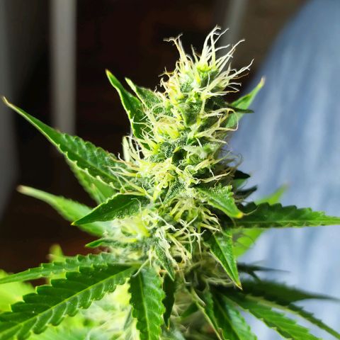 Orange Blossom growlog timeline photo