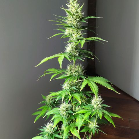 Orange Blossom growlog timeline photo