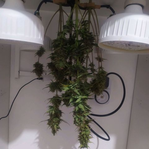 Orange Blossom growlog timeline photo