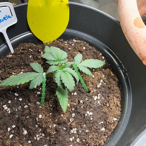 Nt 1 Manu growlog photo: Stress Training Probe 