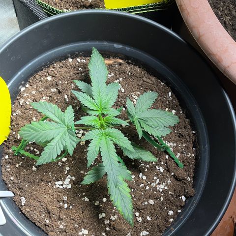 Nt 1 Manu growlog photo: Stresstraininh positiv 