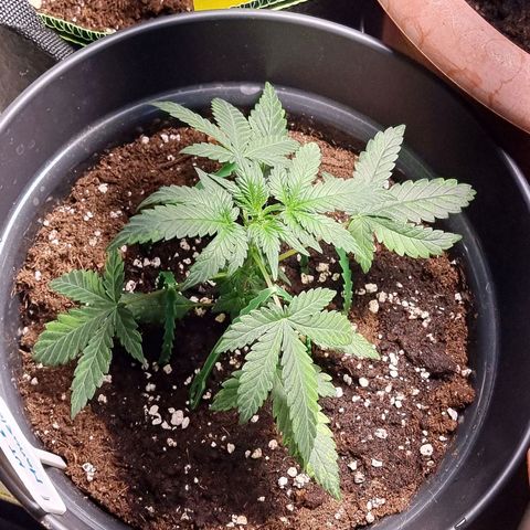 Nt 1 Manu growlog photo: ❤️