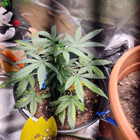 Nt 1 Manu growlog photo: Durch das leichte runterbiegen ein echter busch diesmal 