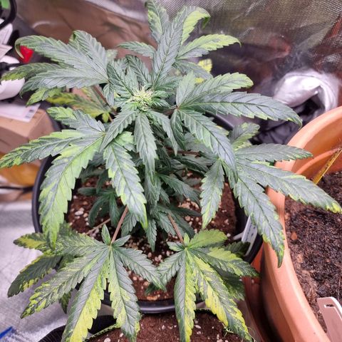 Nt 1 Manu growlog photo: Geht gut voran aber kaputte Blätter 