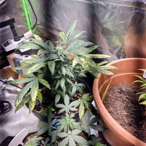 Nt 1 Manu growlog timeline photo