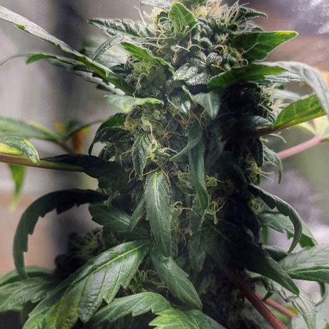 Nt 1 Manu growlog timeline photo