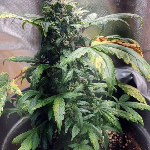 Nt 1 Manu growlog timeline photo