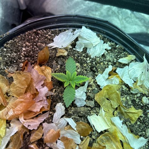 Strawberry Diesel growlog photo: Folhas apresentando com amarelada