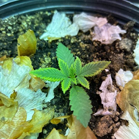 Strawberry Diesel growlog photo: Manchas amarelas nas bordas