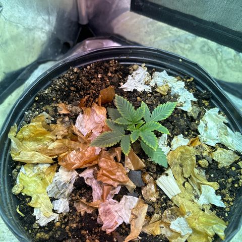 Strawberry Diesel growlog photo: Os amarelos diminuiram