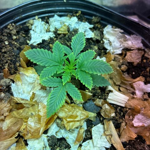Strawberry Diesel growlog photo: As manchas amarelas nas pontas estão sumindo, acredito que seja falta de algum nutriente, seu caule cada vez mais grosso