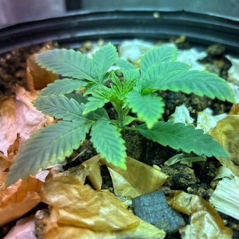 Strawberry Diesel growlog timeline photo