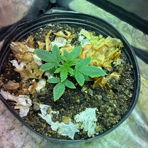 Strawberry Diesel growlog photo: Planta está crescendo saudável, manchas sumindo e caule se fortalecendo 