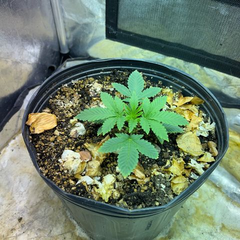Strawberry Diesel growlog timeline photo