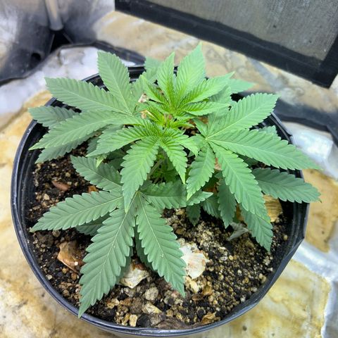 Strawberry Diesel growlog photo: Sem doença, crescendo bem