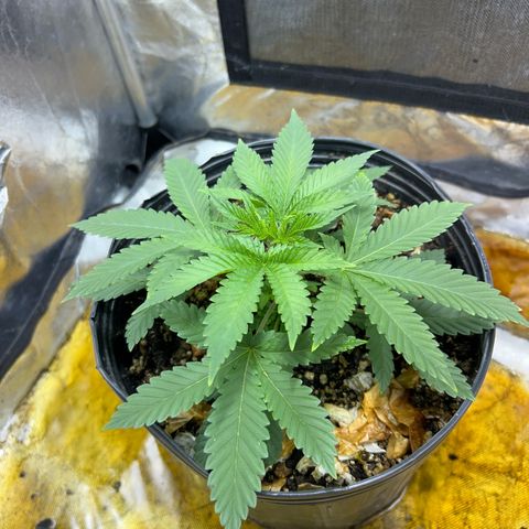 Strawberry Diesel growlog timeline photo