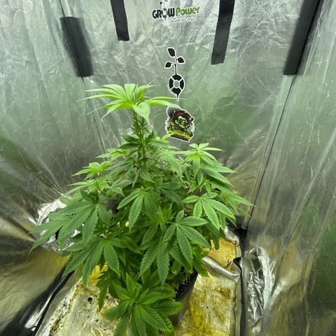 Strawberry Diesel growlog timeline photo