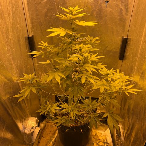 Strawberry Diesel growlog timeline photo