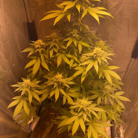 Strawberry Diesel growlog timeline photo