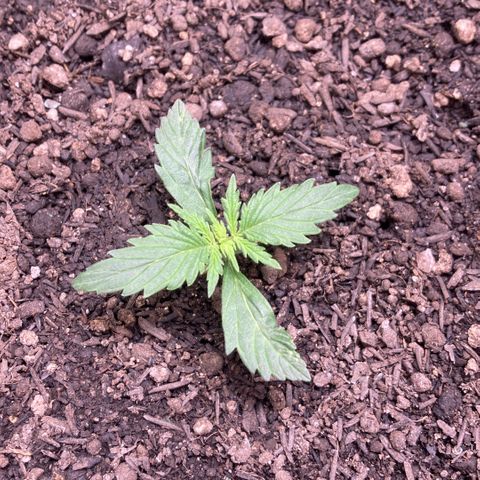Mc Carol de Niterói - Red Kush Auto growlog timeline photo