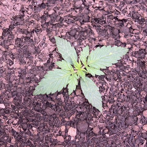 Mc Carol de Niterói - Red Kush Auto growlog timeline photo