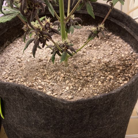 Mc Carol de Niterói - Red Kush Auto growlog timeline photo