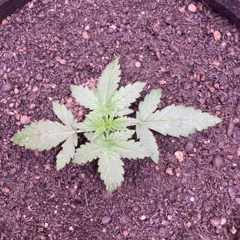 Mc Carol de Niterói - Red Kush Auto growlog timeline photo