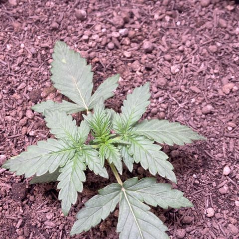Mc Carol de Niterói - Red Kush Auto growlog timeline photo
