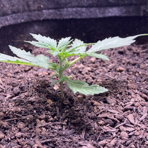 Mc Carol de Niterói - Red Kush Auto growlog timeline photo