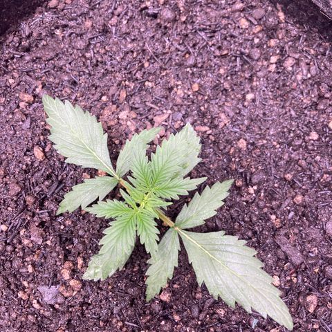 Mc Carol de Niterói - Red Kush Auto growlog timeline photo