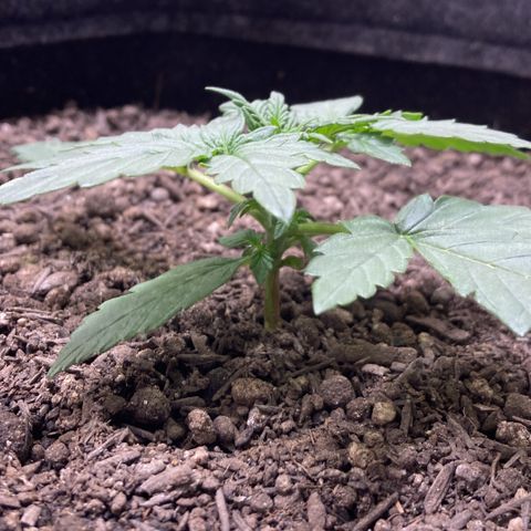 Mc Carol de Niterói - Red Kush Auto growlog timeline photo