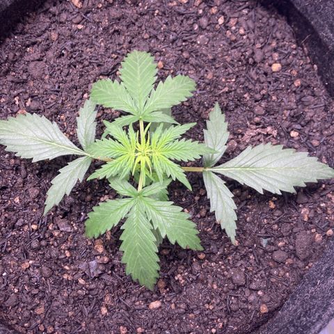 Mc Carol de Niterói - Red Kush Auto growlog timeline photo