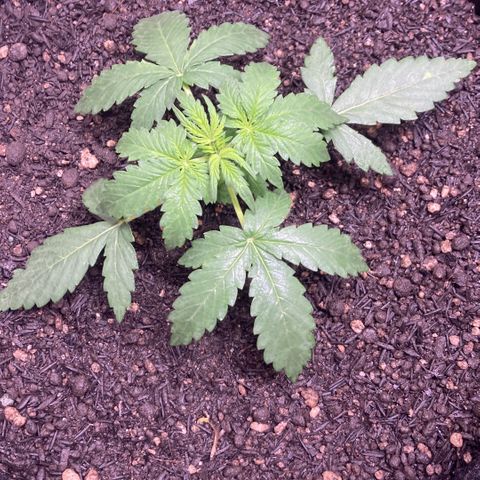 Mc Carol de Niterói - Red Kush Auto growlog timeline photo